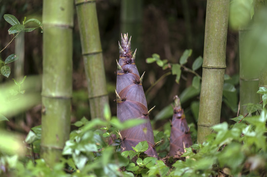 筍殼的饋贈與竹筍的倔強(qiáng)